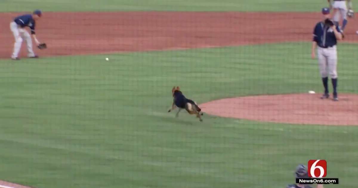 Dog Chases Baseballs on Field During Bark in the Park Baseball Game