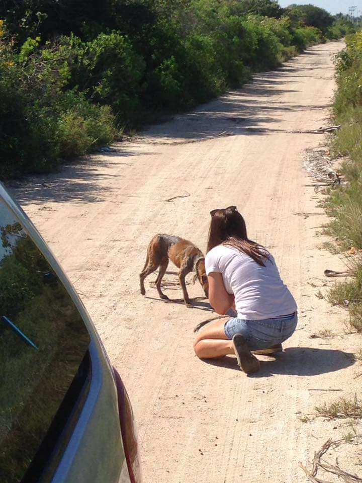 Woman helping dog in the middle of the road