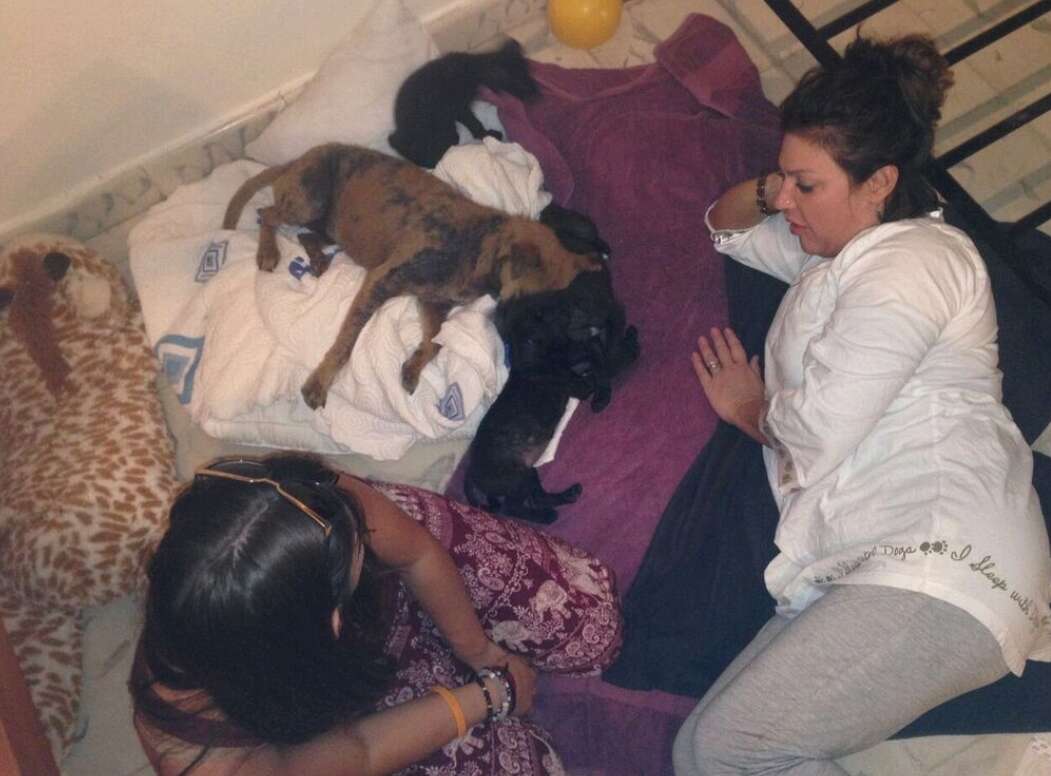 Dog sleeping with puppies