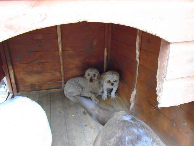 puppy farm dogs rescued 