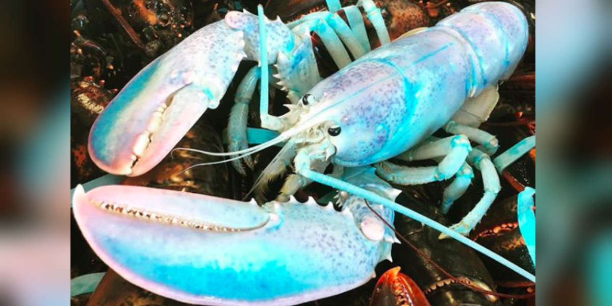 Rare Cotton Candy-Colored Lobster Is Too Beautiful To Be Believed - The