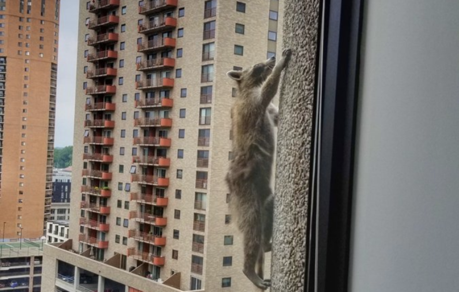 MPR Raccoon Is the New Mascot of the Saint Paul Saints - Thrillist