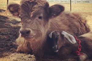 Fuzzy Cow Is Obsessed With This Little Goat 