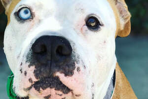 Handsome Pittie Gets A Second Chance
