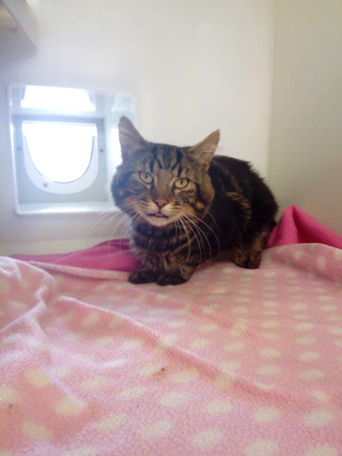 cat stuck under car for 80 miles