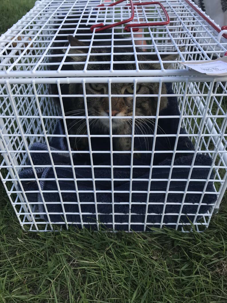 cat stuck under car for 80 miles