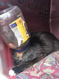 feral cat is brought to New Jersey vet