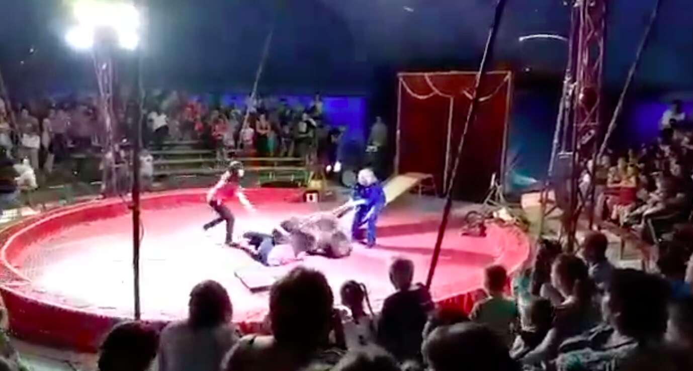 Bear being beaten in circus performance