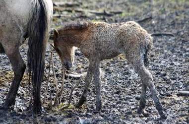 dutch nature park animals starving
