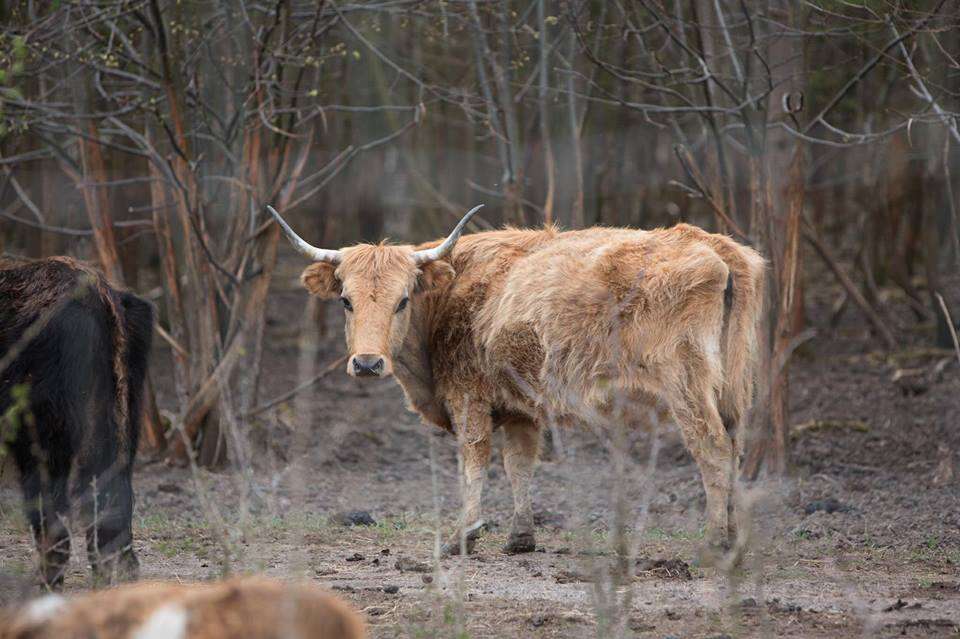 dutch nature park starving animals