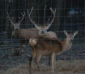 starving animals nature park the netherlands