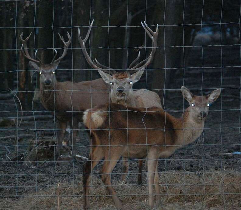 starving animals nature park the netherlands