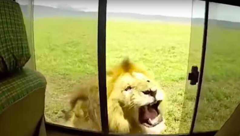 lion scares tourists safari