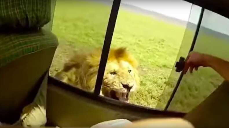 lion scares tourists safari