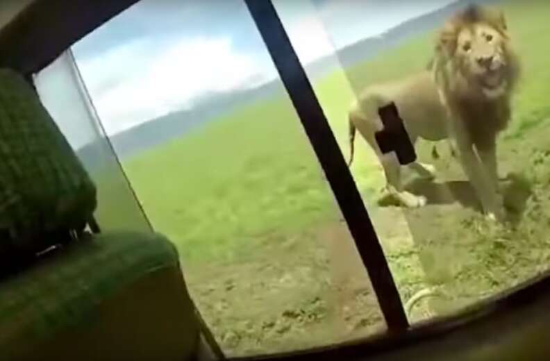 lion scares tourist africa safari