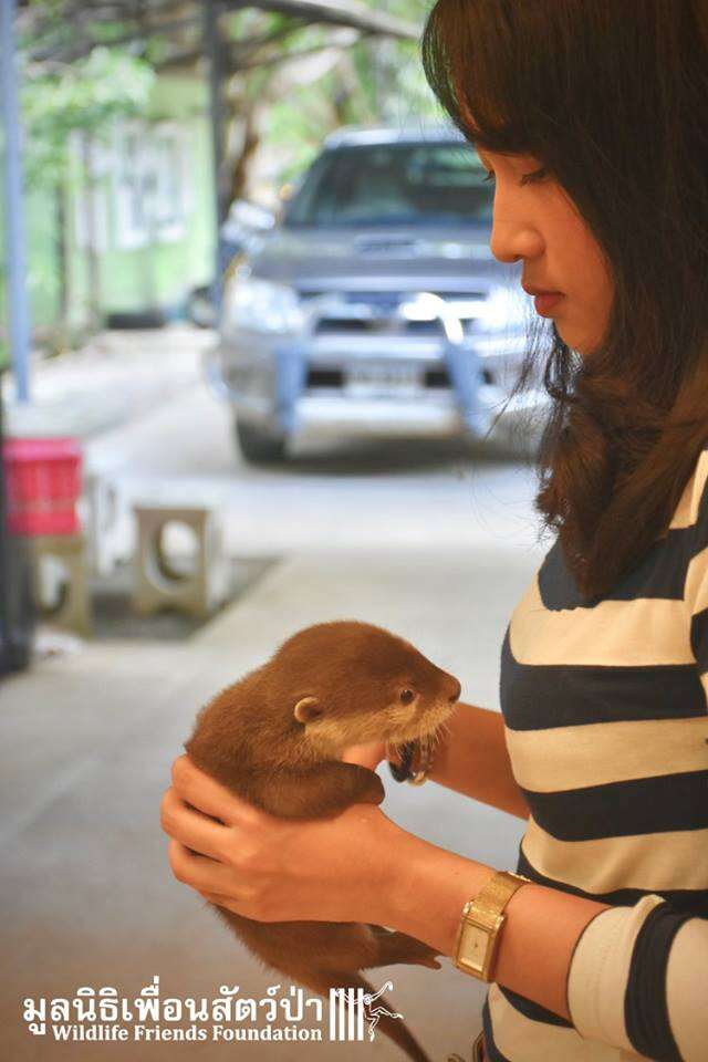Woman holding rescue otter in her hands