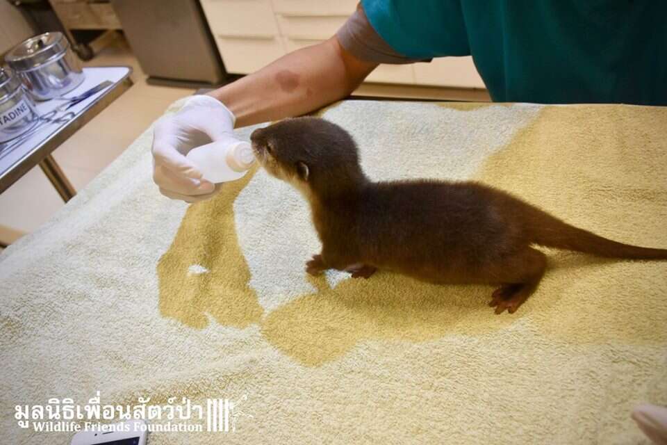 Baby otter being bottle-fed