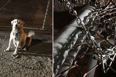 Abandoned Lab mix chained to fence