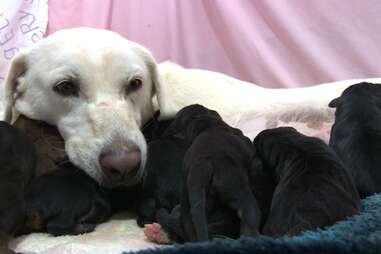 Janelle the rescue dog with her 11 puppies