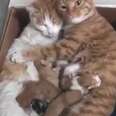 Cat Parents Cuddle Their New Kittens Together