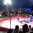 Circus bear being beaten during performance