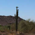 bobcat climbs cactus arizona