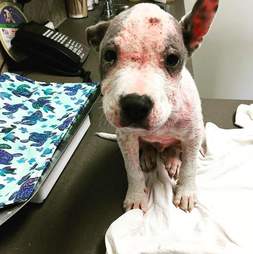 sick hairless pit bull abandoned