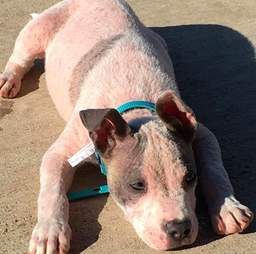 sick hairless pit bull abandoned