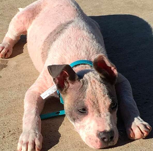 sick hairless pit bull abandoned