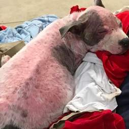 sick hairless pit bull abandoned