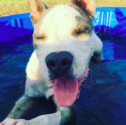 sick hairless pit bull abandoned