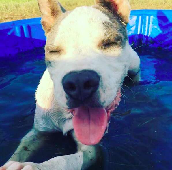 sick hairless pit bull abandoned