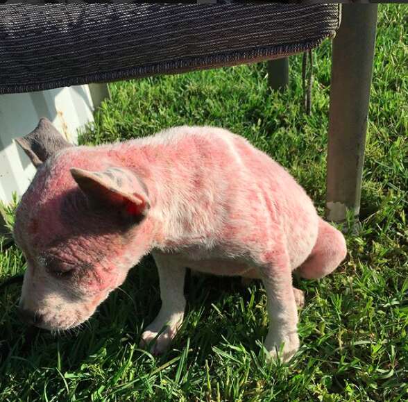 sick hairless pit bull abandoned