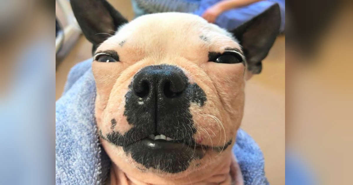 Dog Who Lost Her Hair In Puppy Mill Still Has The Best Smile