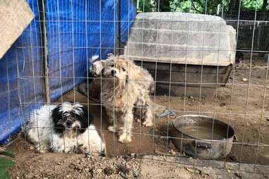 Neglected dogs at a potential puppy mill in Georgia