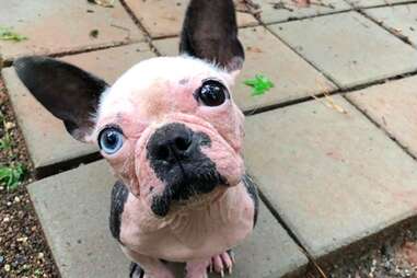 Abigail the Boston terrier tilting her head for the camera