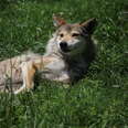 Rare Mexican gray wolf in grass
