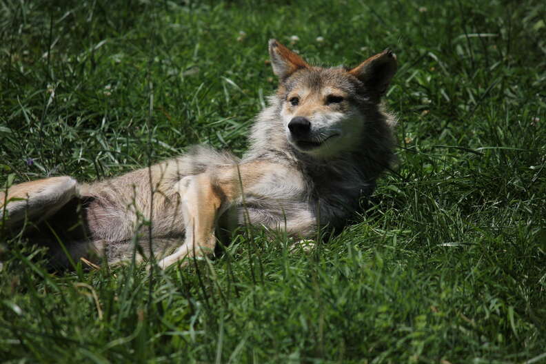 Rare Mexican gray wolf