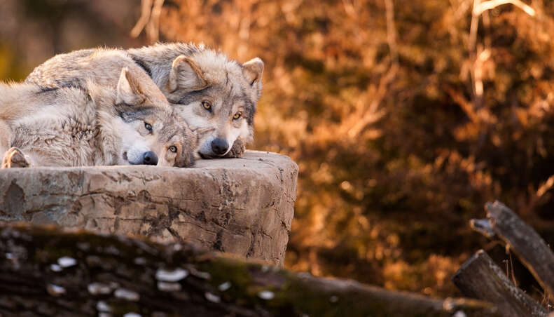 Rare Mexican gray wolves resting on a rock together