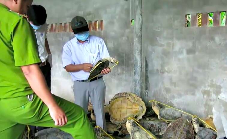 poached turtles vietnam