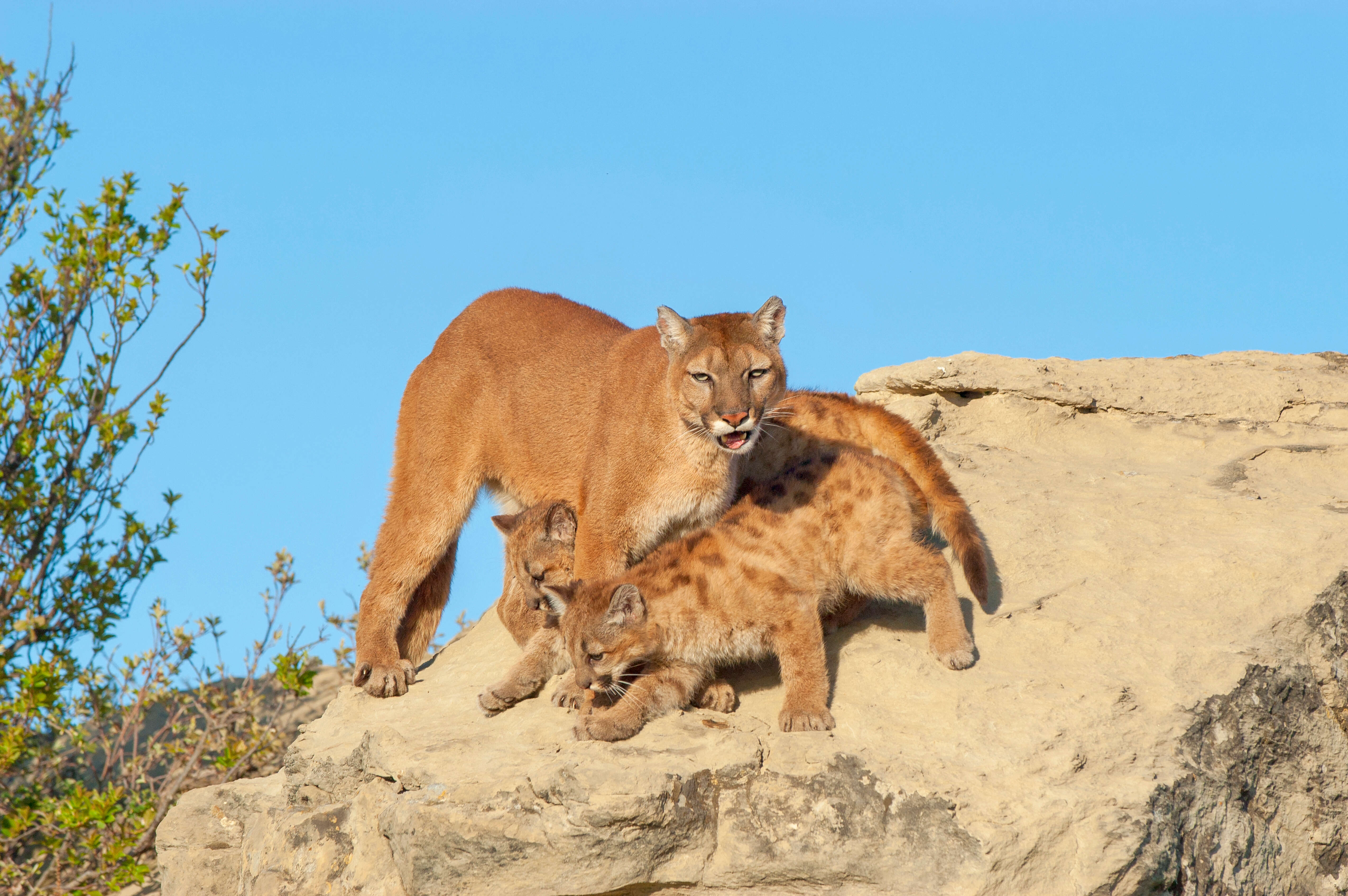 Mother mountain lion protecting her kittens