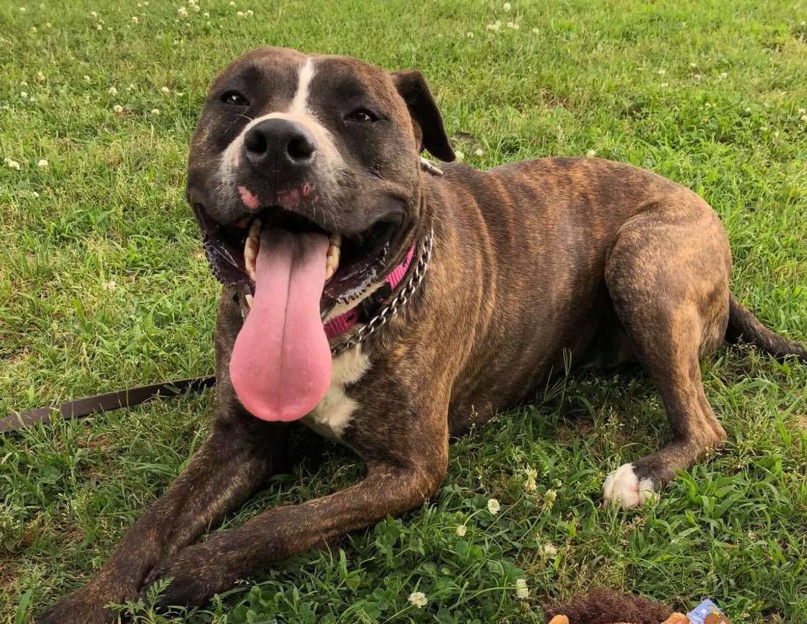 Former Stray Becomes Oklahoma's First Pit Bull Police Officer - The Dodo