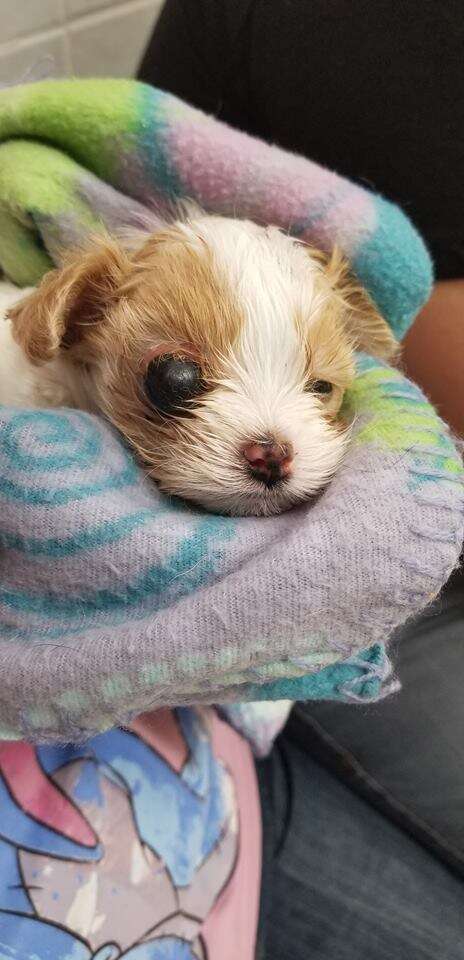 Puppy cuddled up in blanket