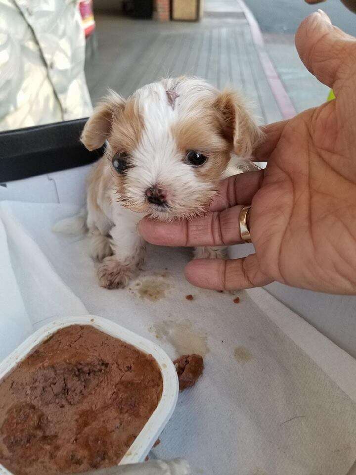Tiny puppy inside shoebox