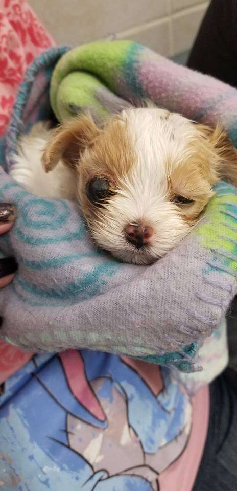 Dog bundled up in blanket