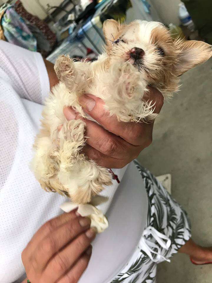 Person holding tiny puppy