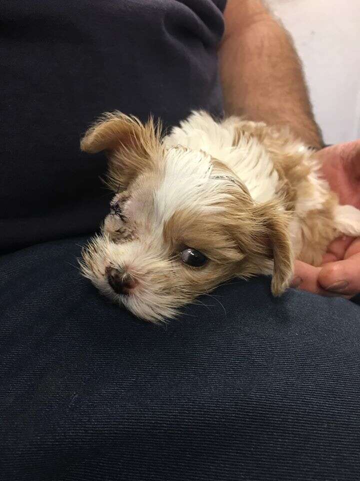 Tiny puppy sitting on person's lap