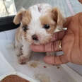 Tiniest puppy found in old shoebox