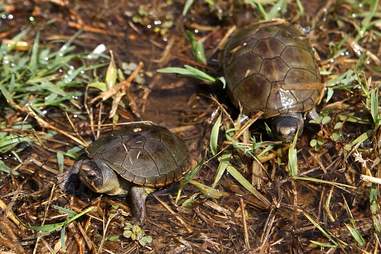 tiny turtle species mexico
