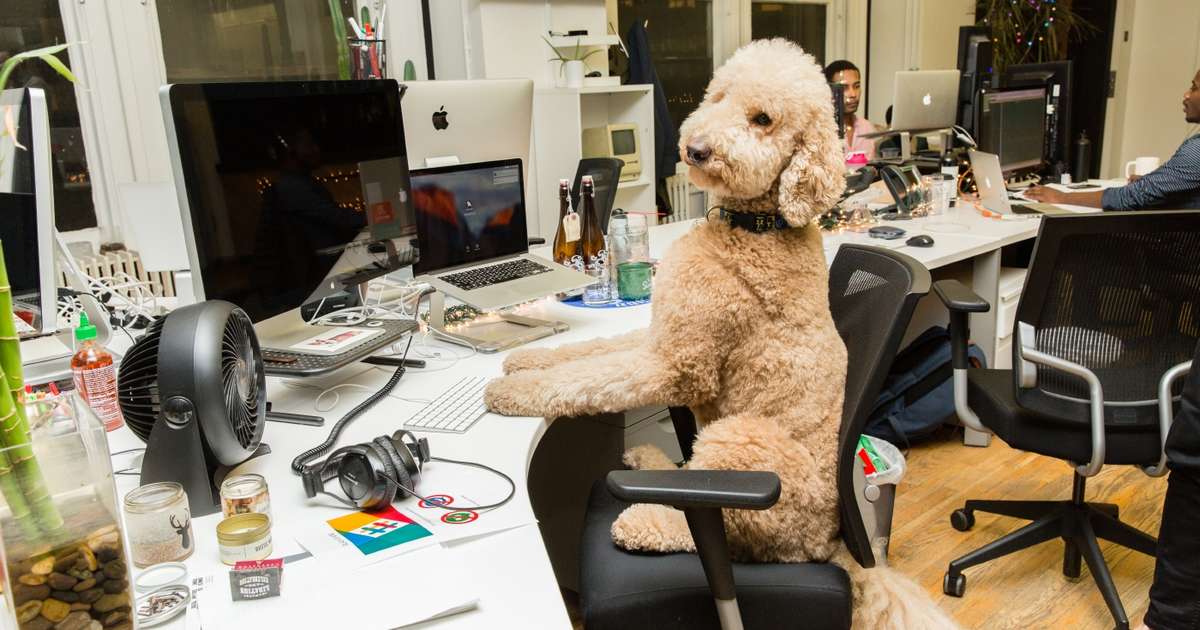 Bring Your Dog To Work Day 2018 Most Pet Friendly Companies In